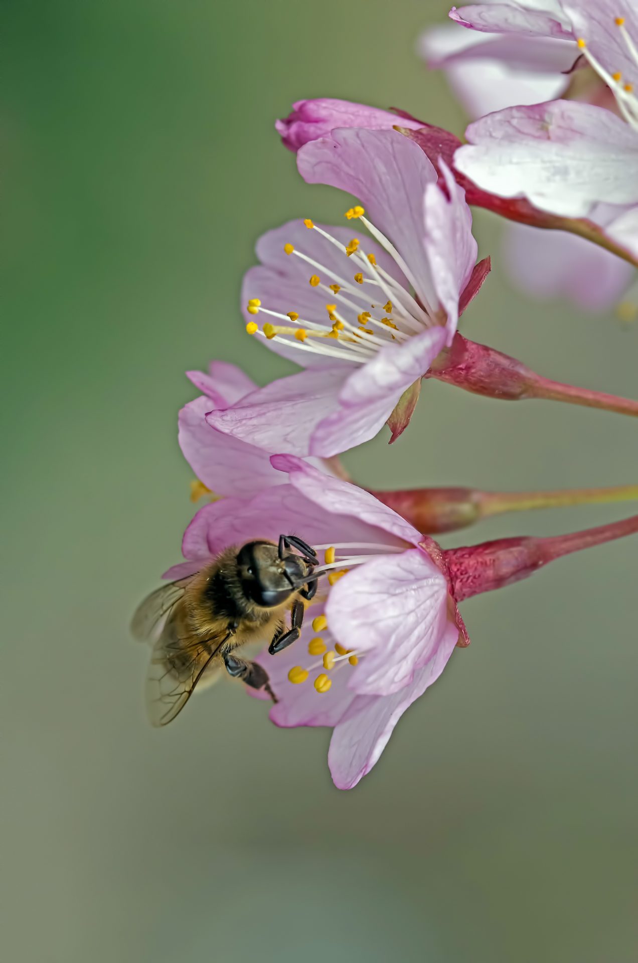 Lente bloesem