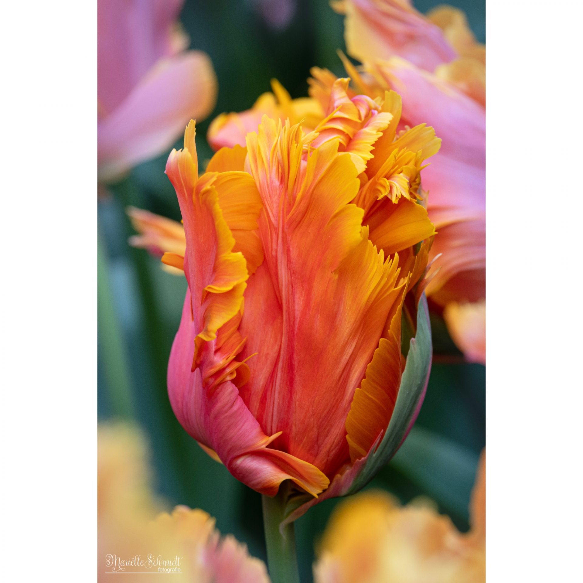 Kleurrijke tulp