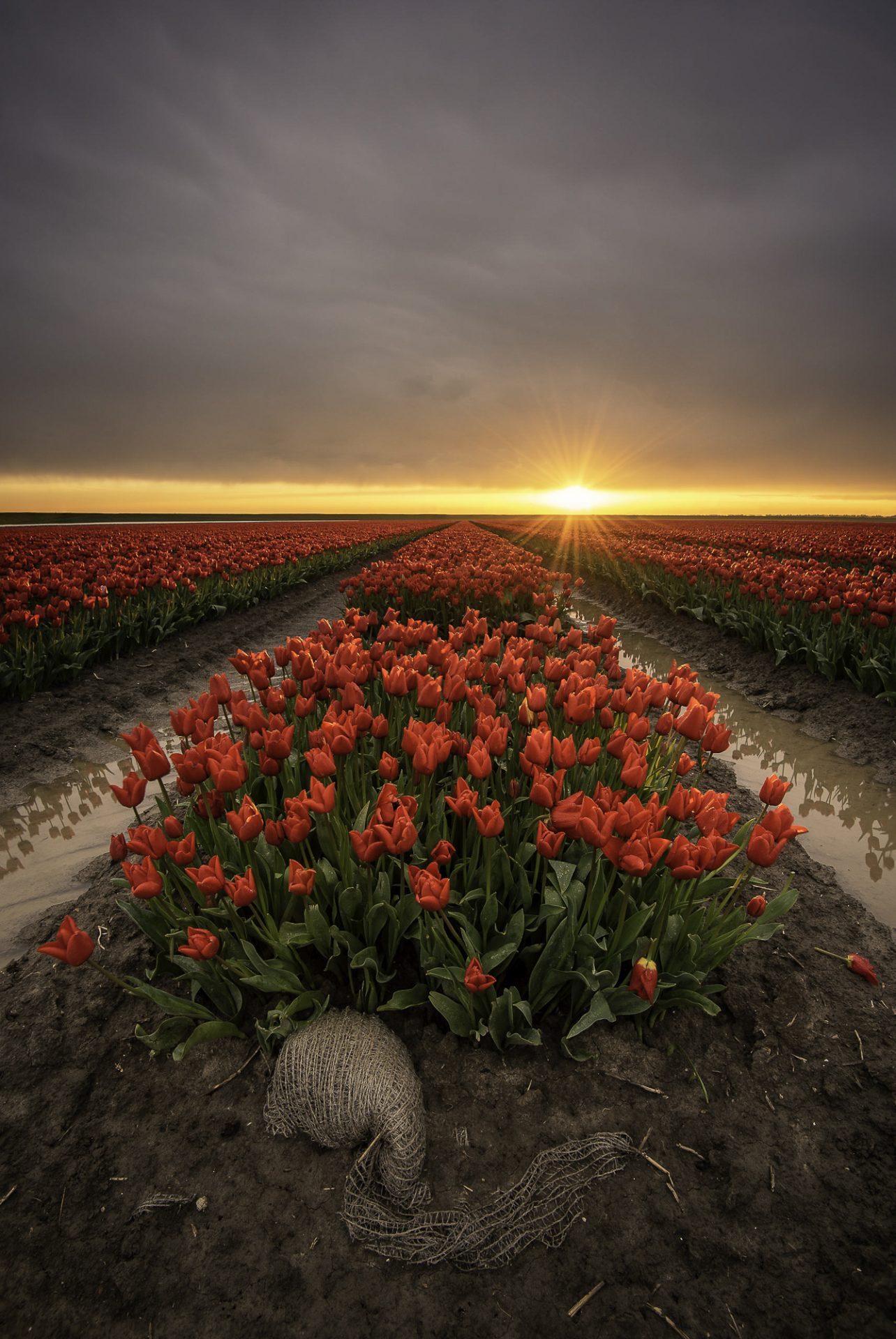 Red tulips