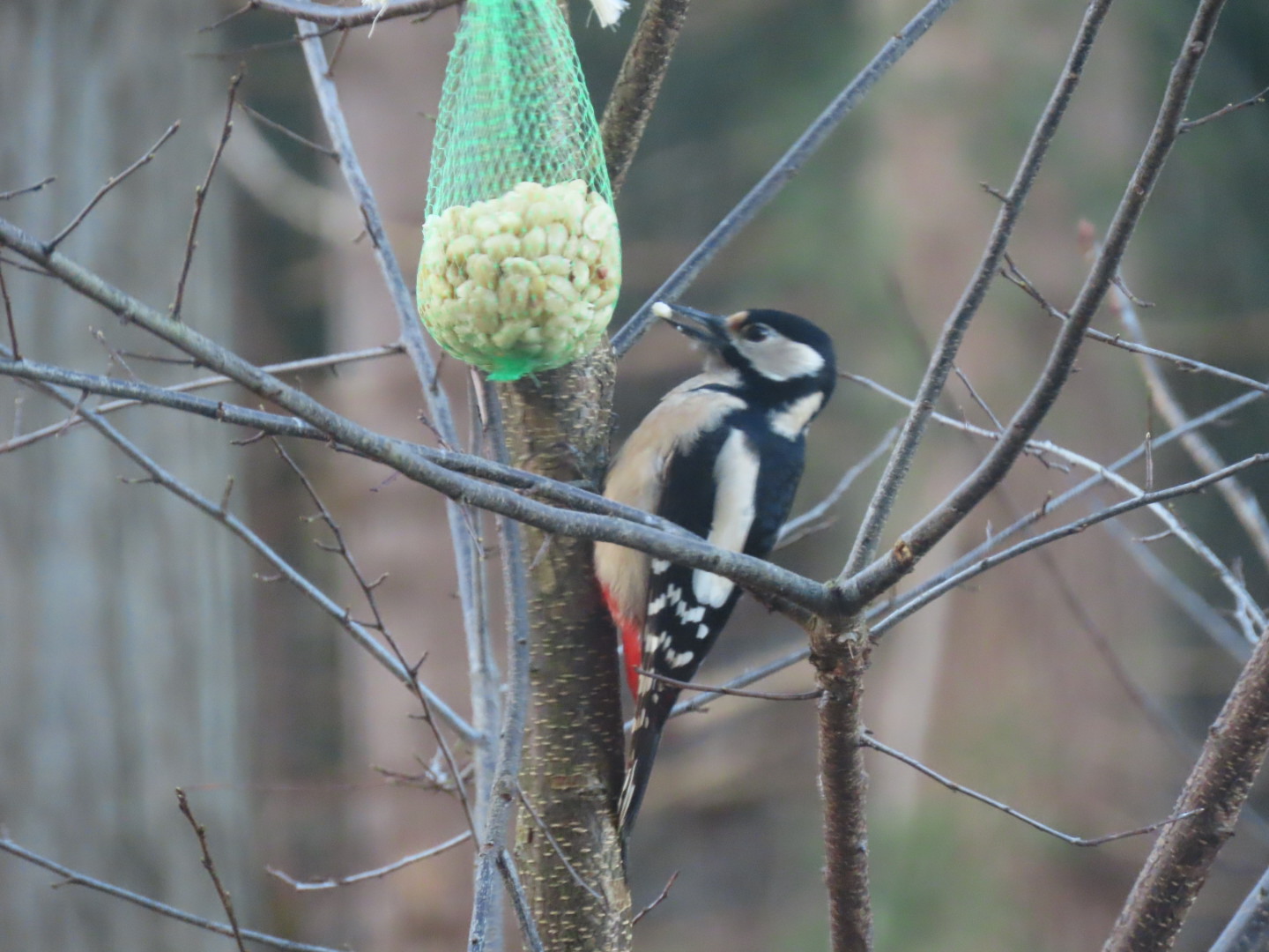 Grote Bonte Specht lust ook pinda’s