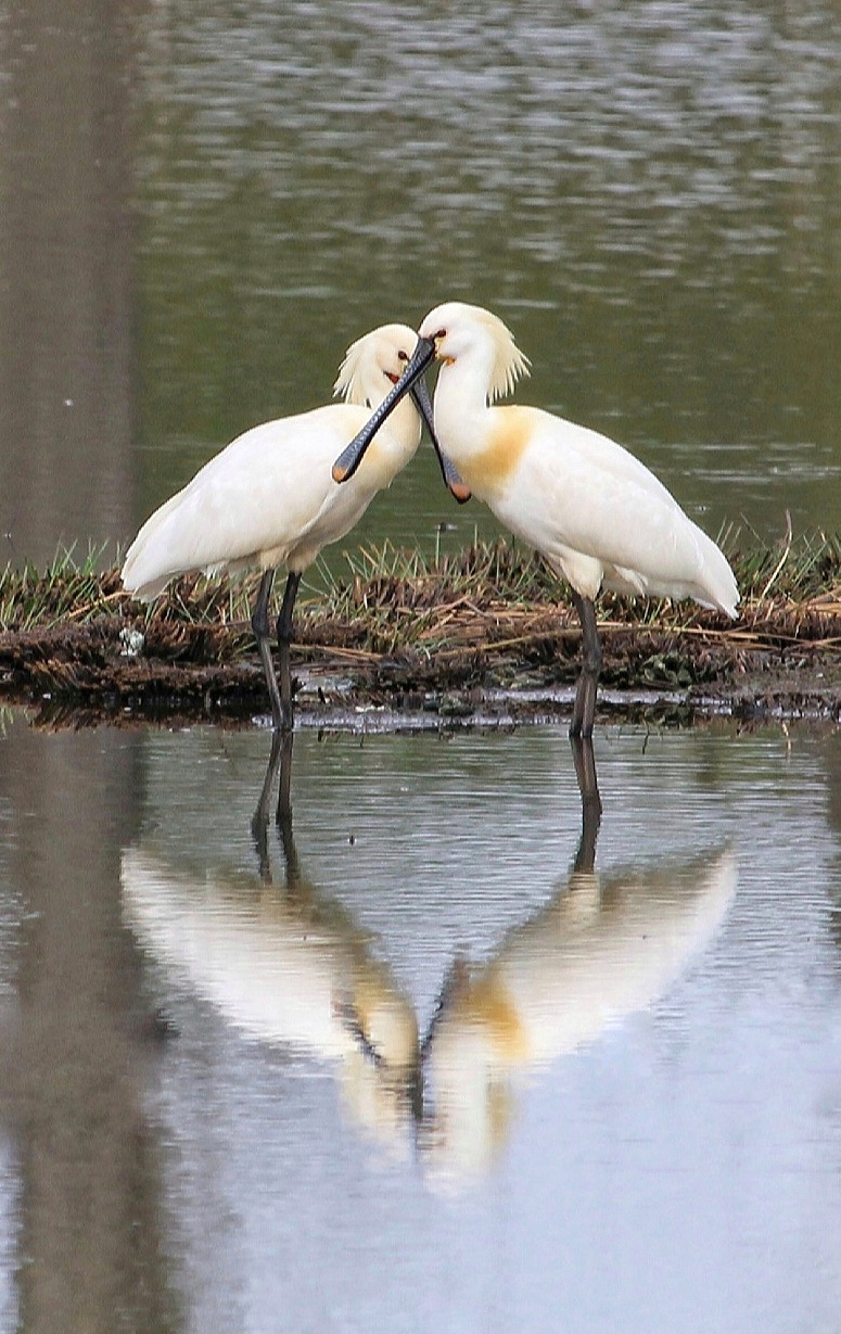 Lepelaar Lente Liefde