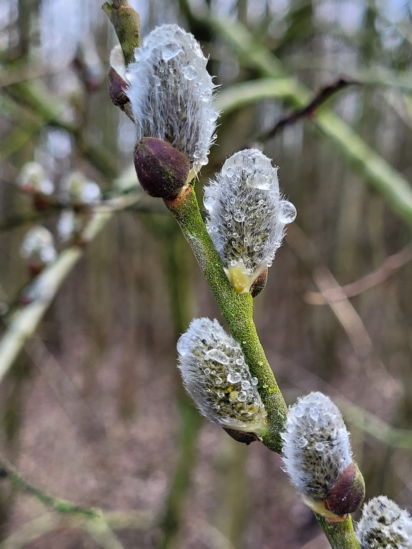 lente regen