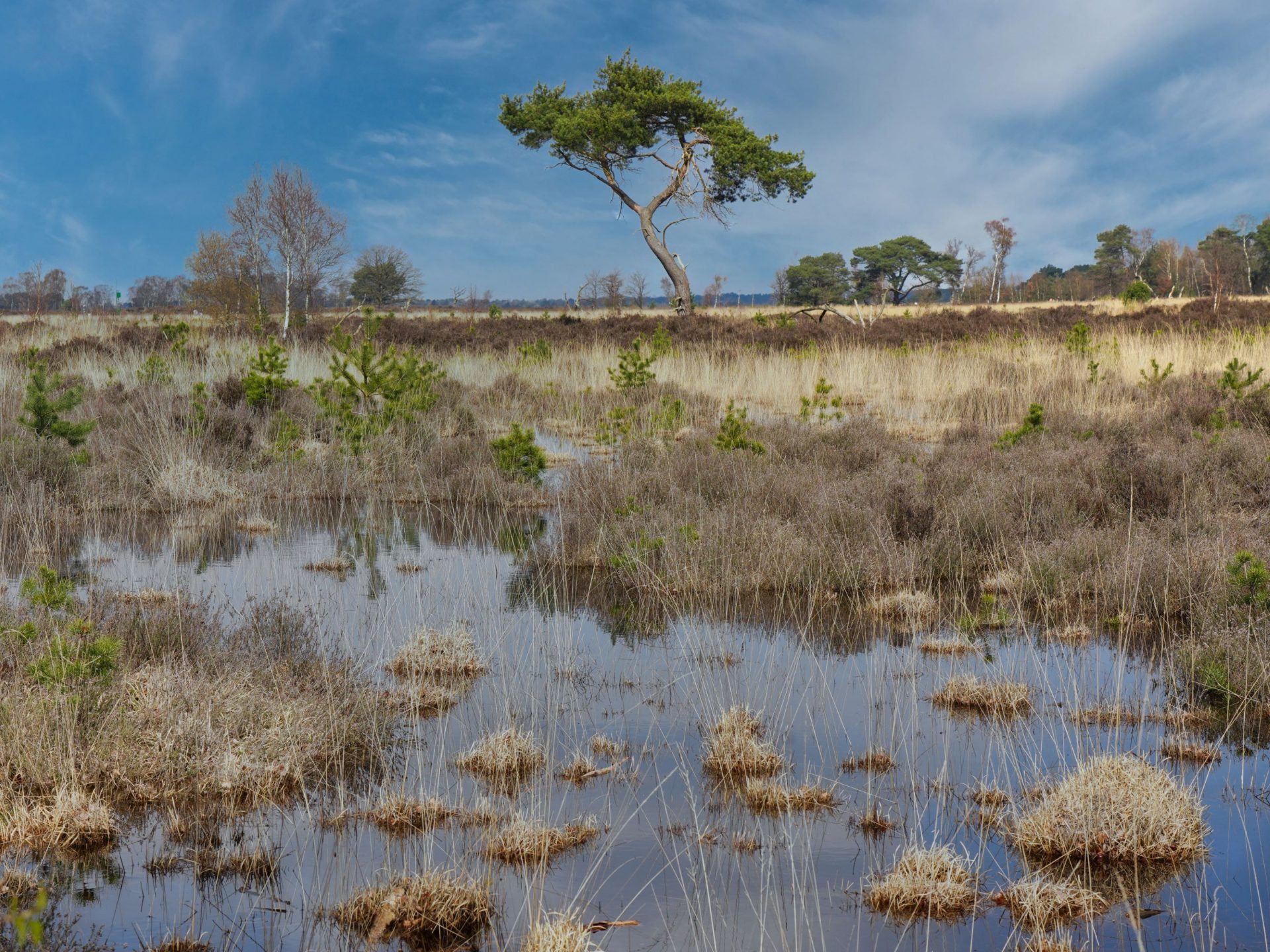 Grenspark Kalmthoutse heide