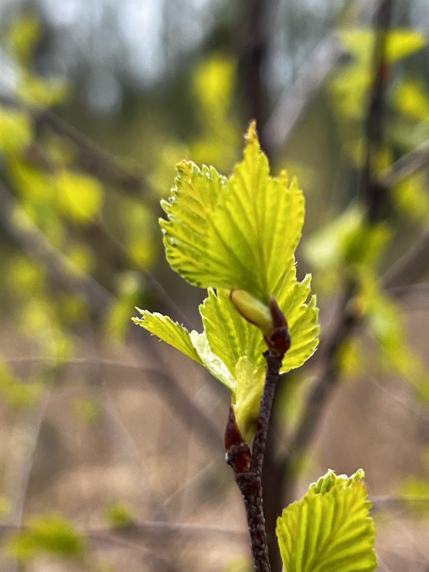 Lente in vuur en vlam