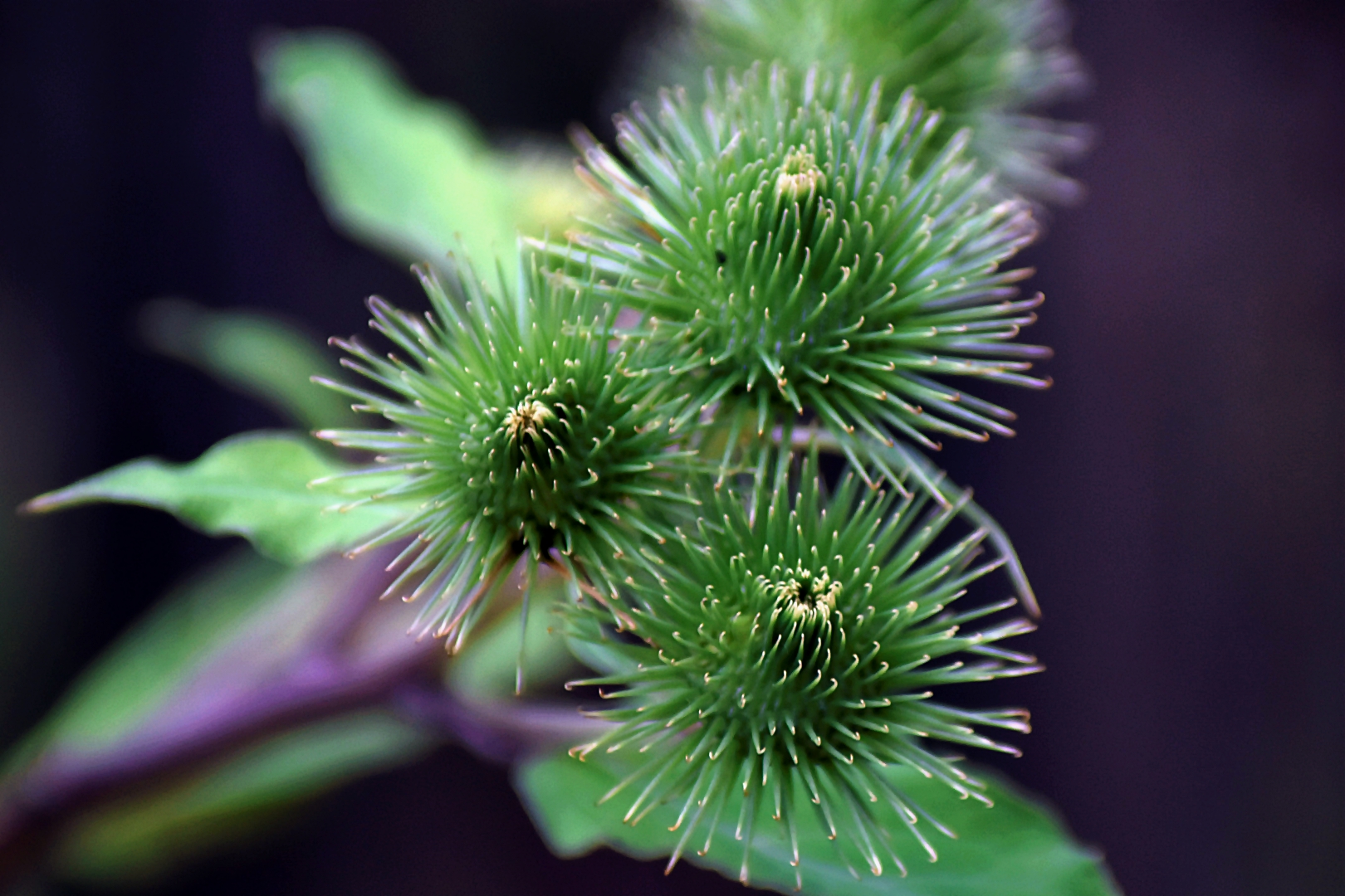 ARCTIUM