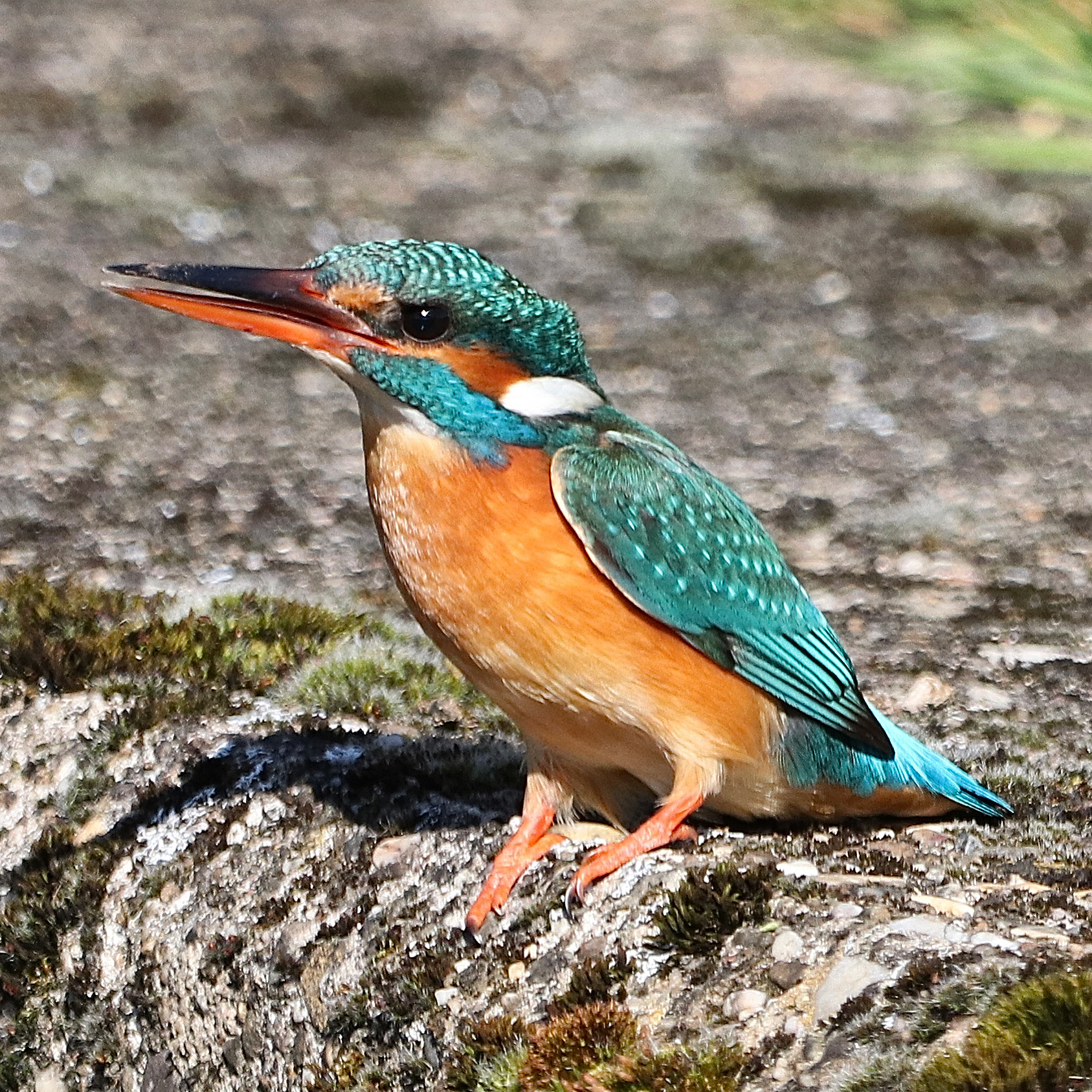 Ijsvogel geniet van het zonnetje