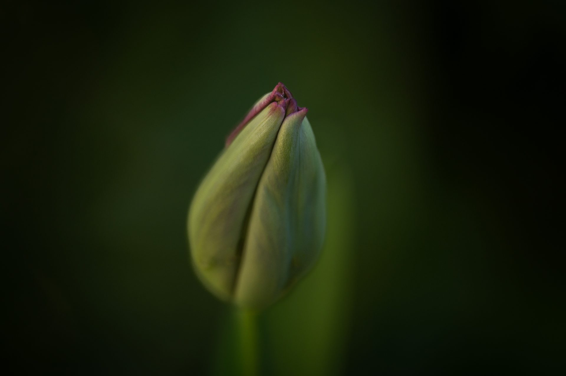 Lente in mijn tuin