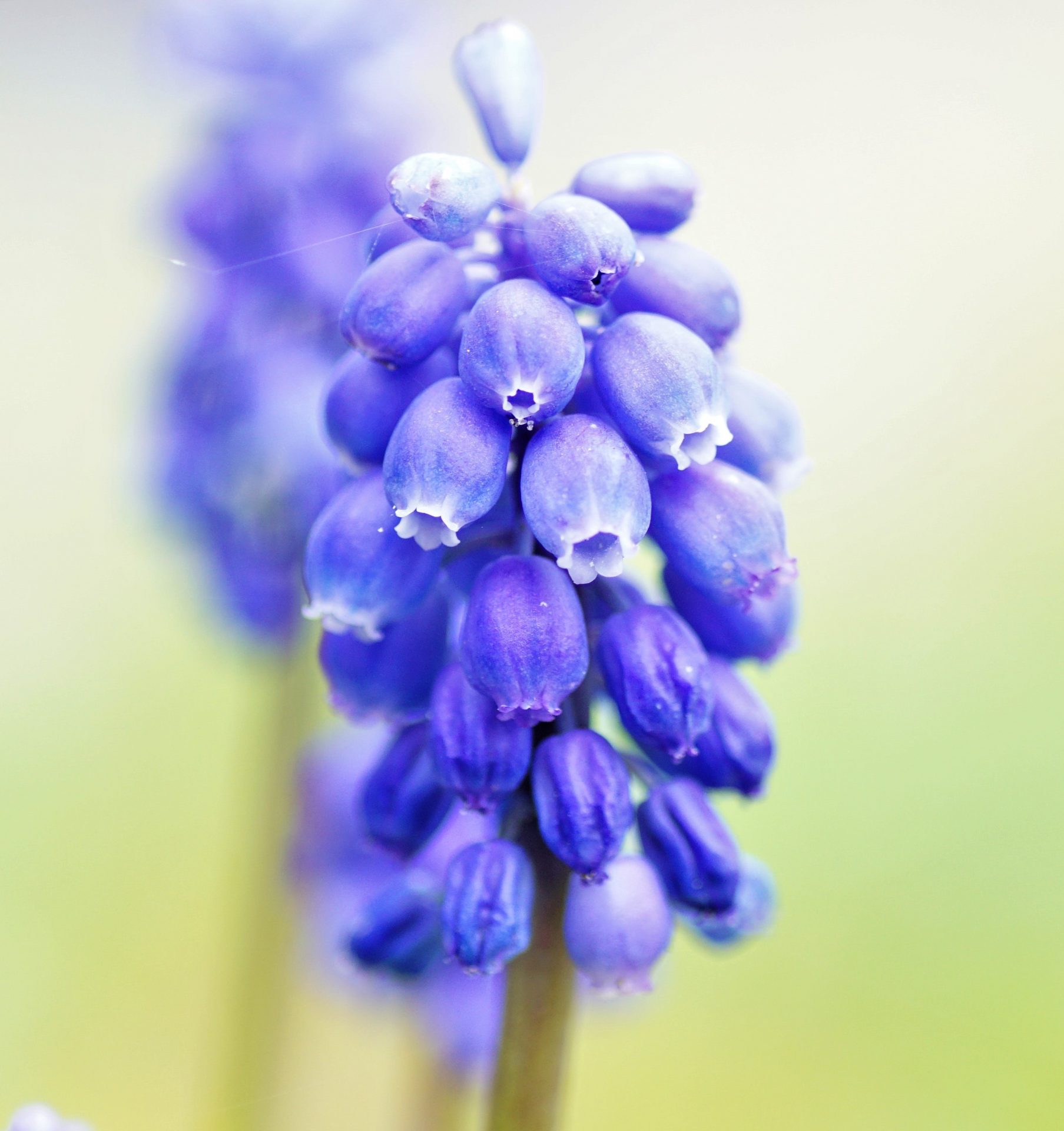 Blauwe druifje (Muscari)