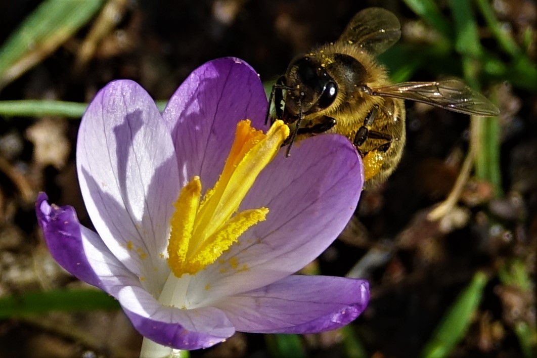 Bij op krokus