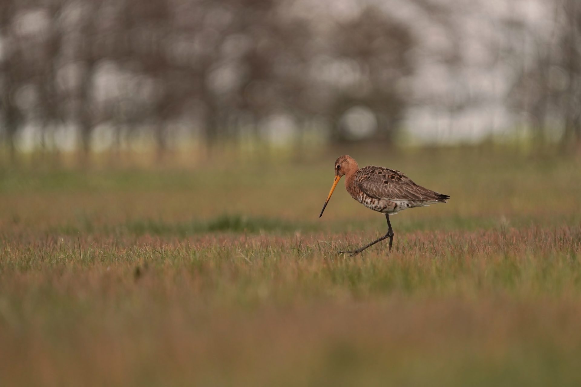 Grutto start de lente