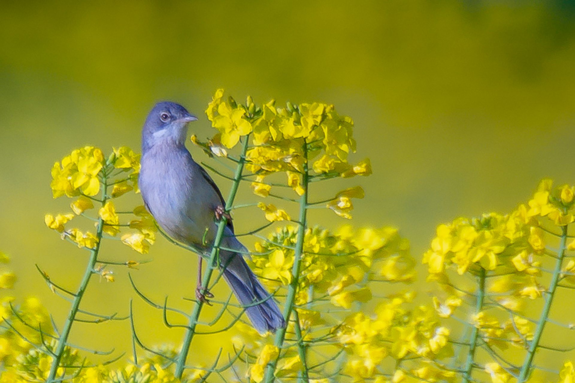 bird intocanola field