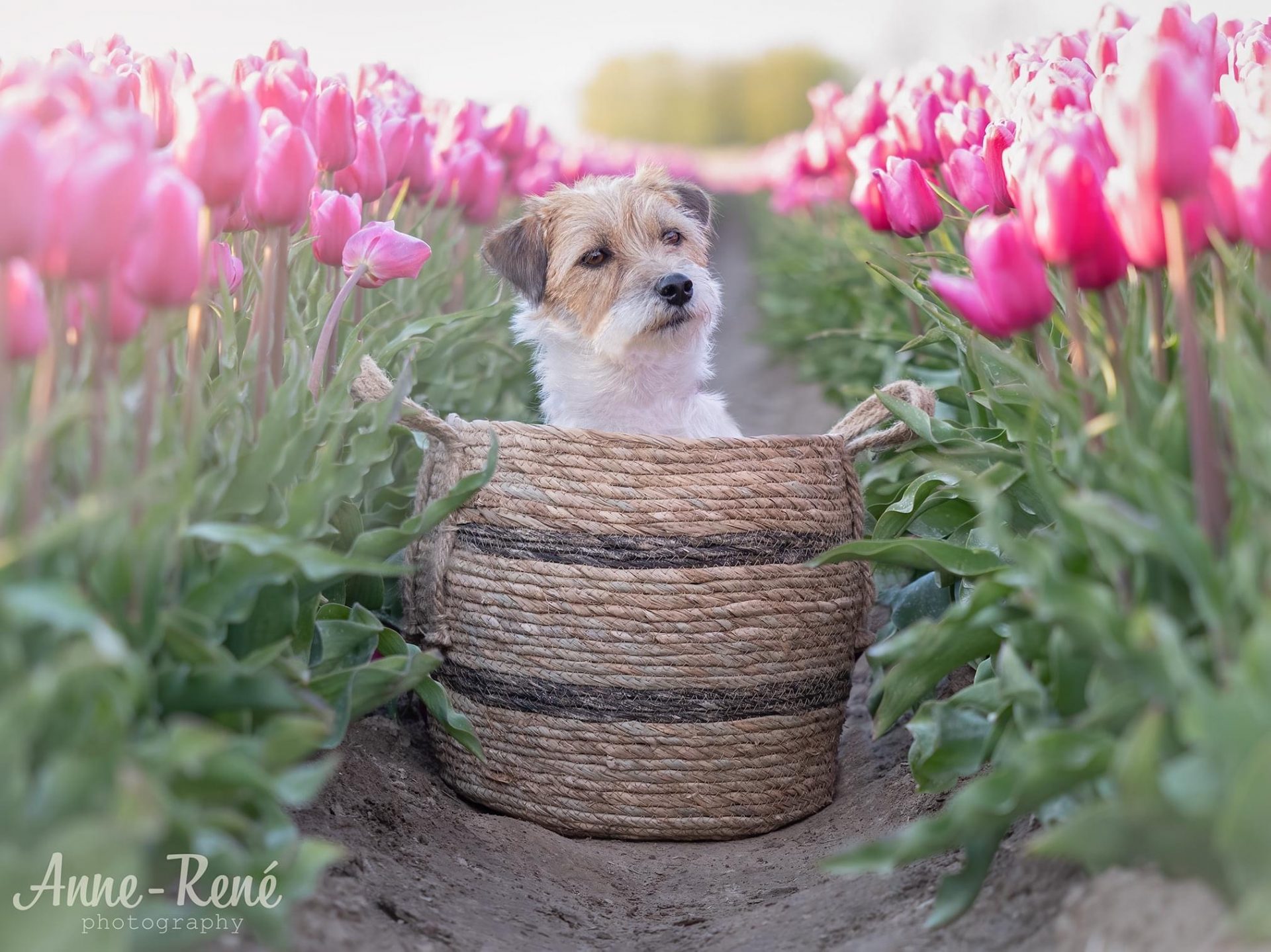 De hond in de mand vinden