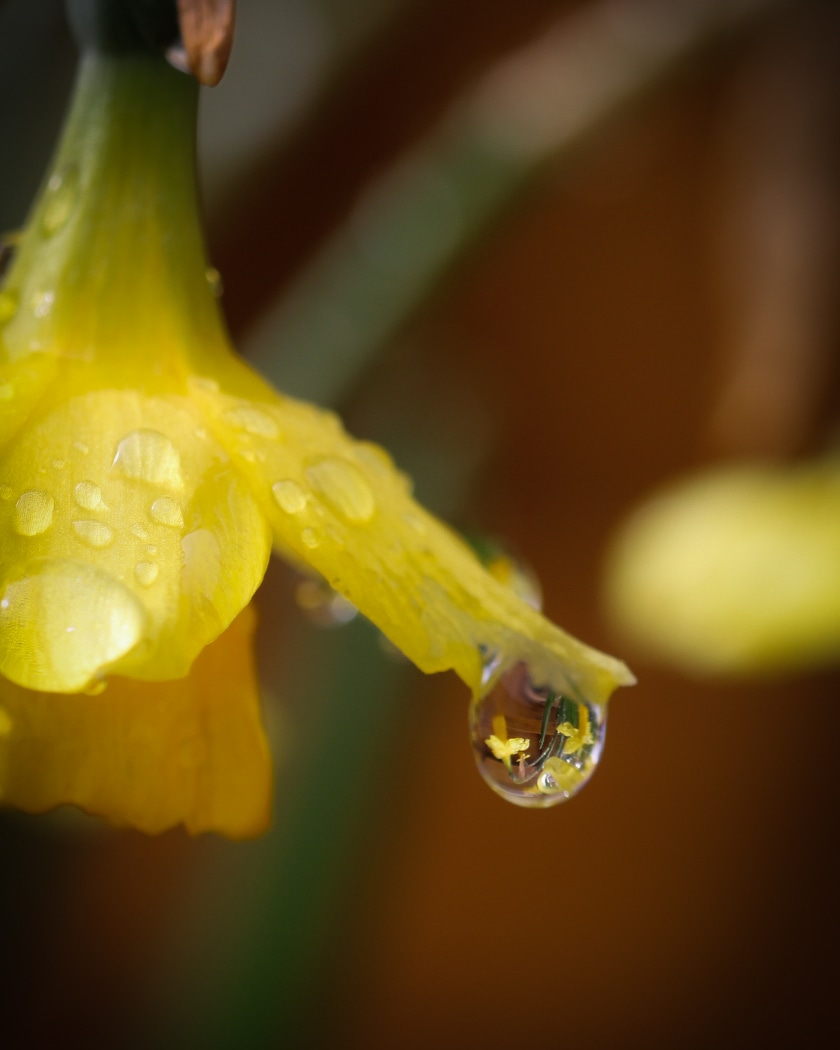 Raindrop