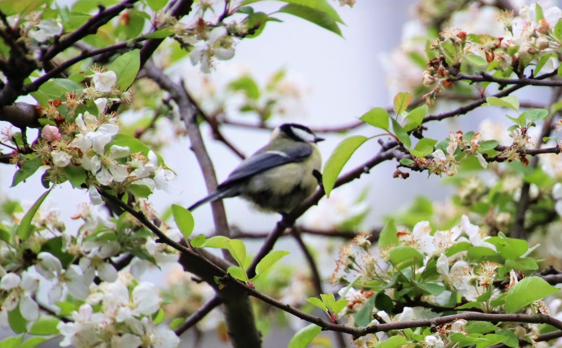 Lente is begonnen