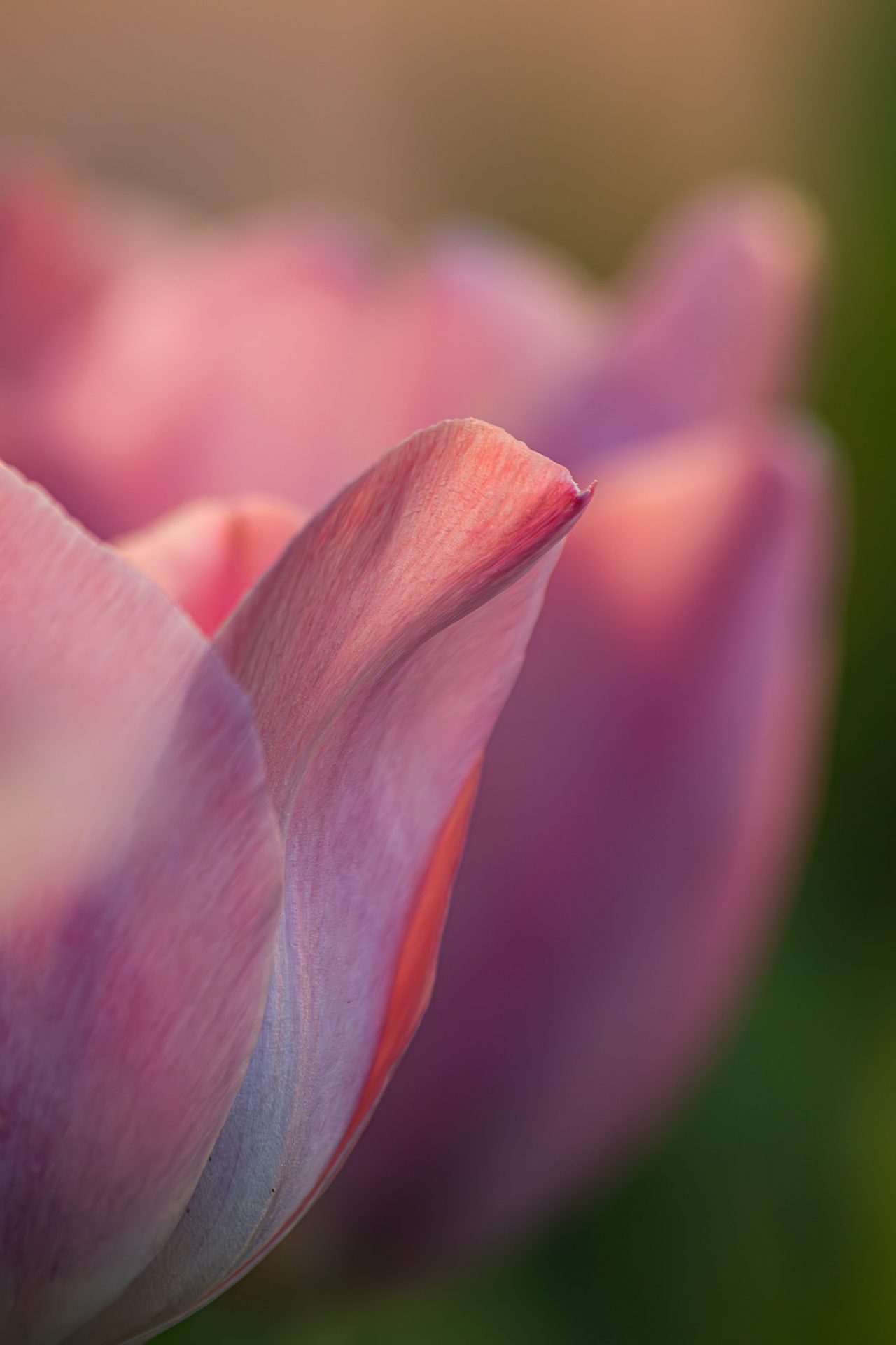 Tulp