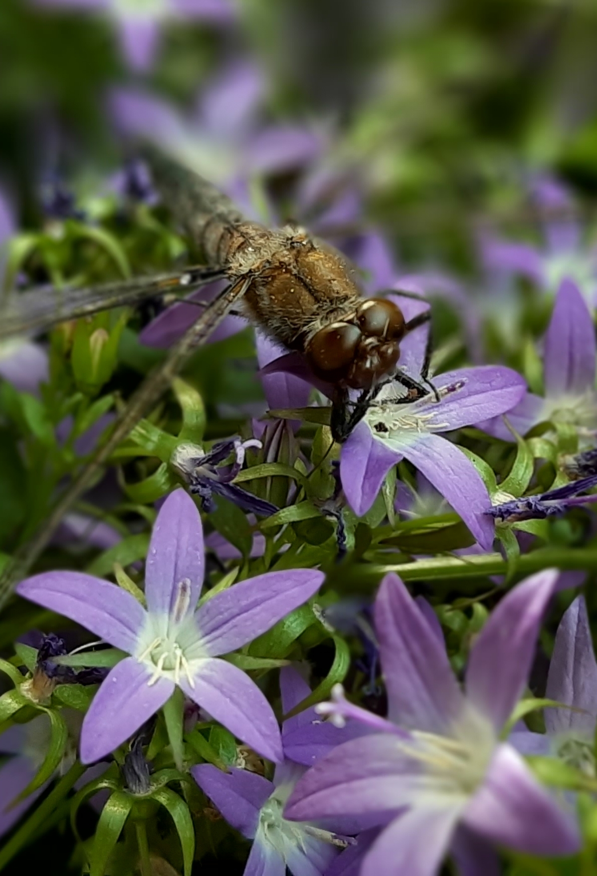 Libelle op de Campanula