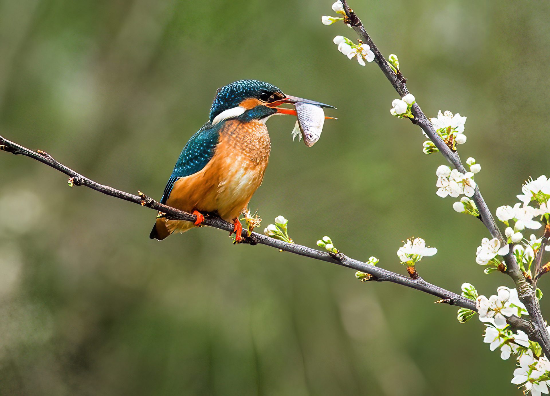 Ijsvogel met visje, in de pruimenbloesem