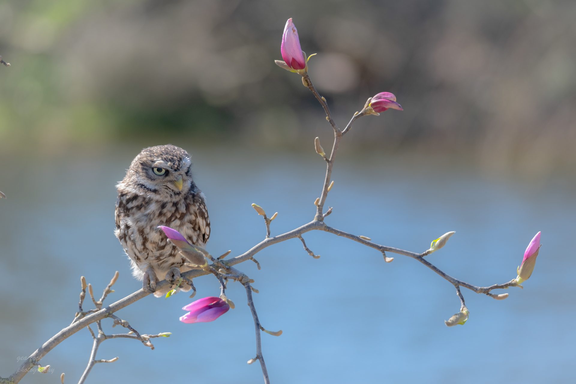 Steenuil op een mooie magnolia tak