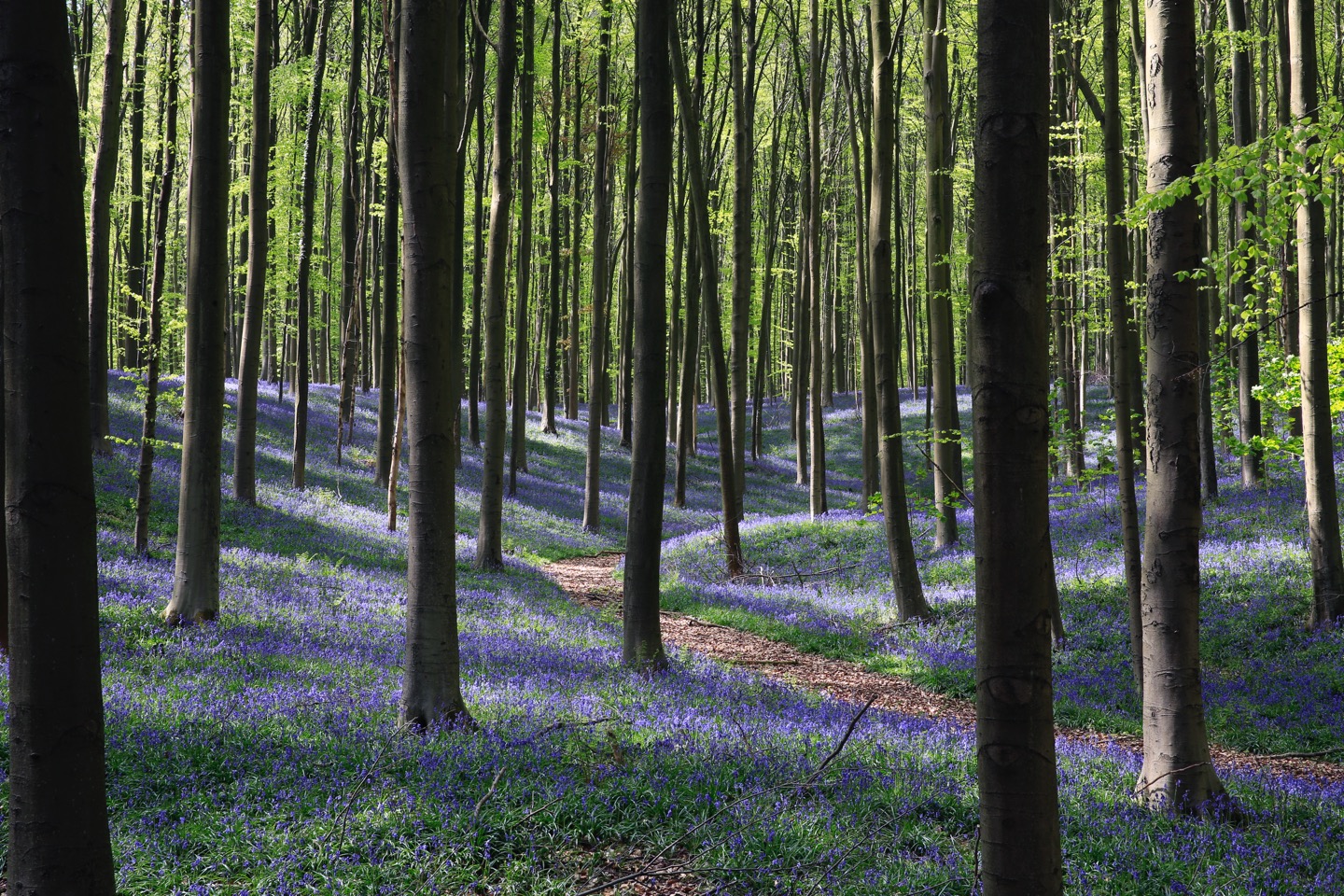 Hyacinten in volle bloei in het Hallerbos