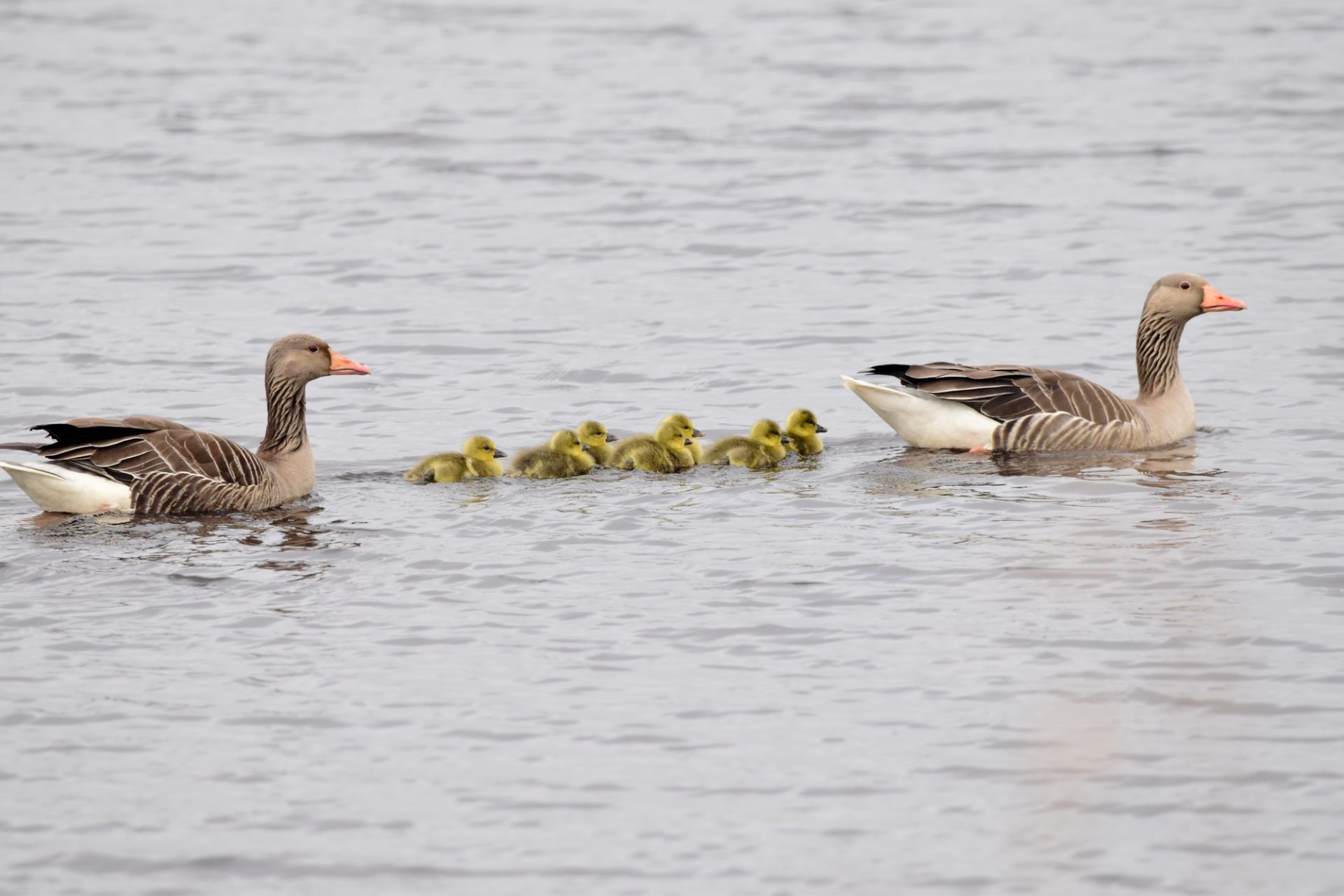 Grauwe gans met pullen