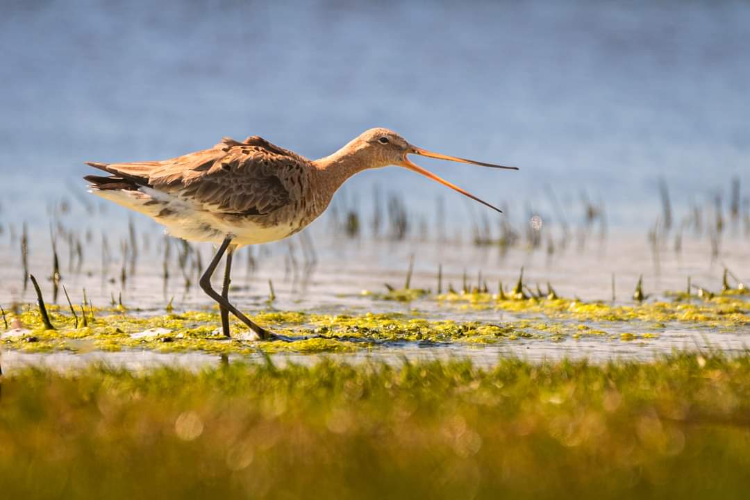 Met de grutto is daar de lente …