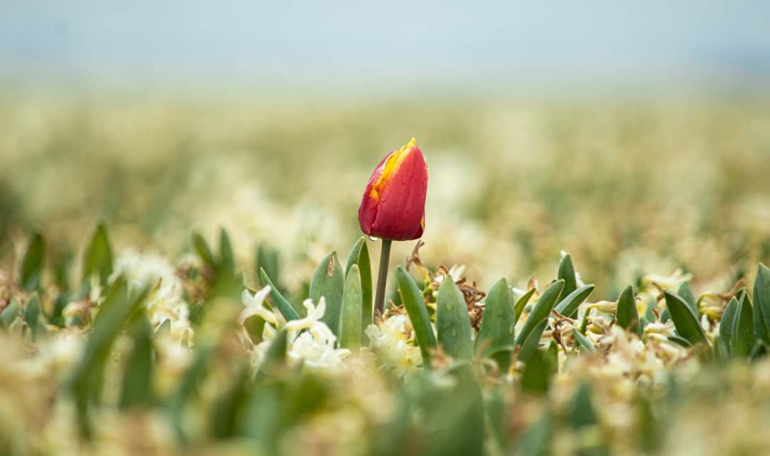 Eenzame tulp