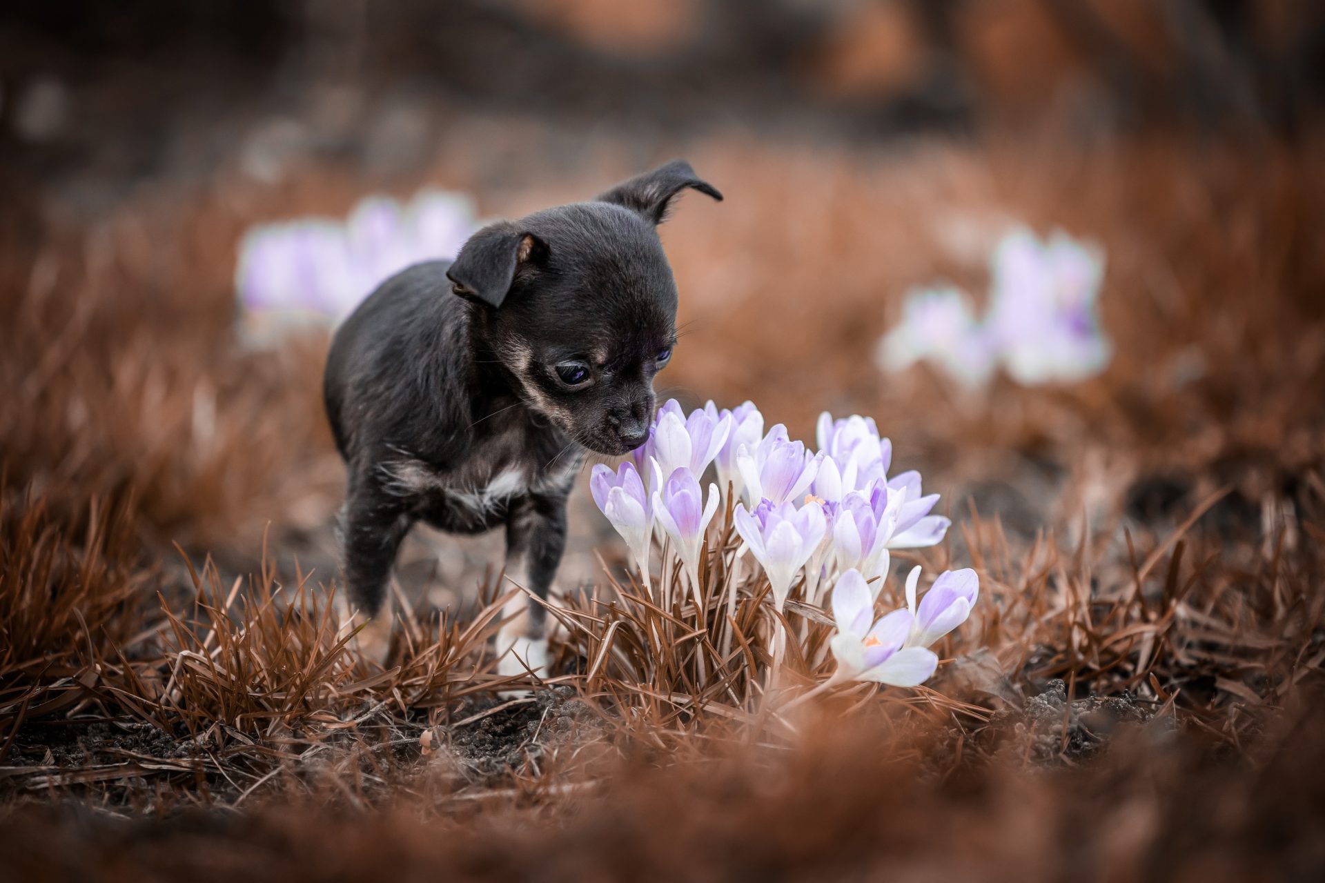 Jong leven snuift de lente op