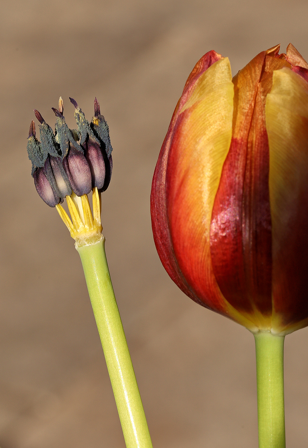 Tulp en meeldraden